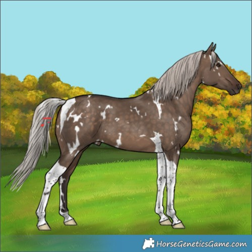 Horse Color:White Spotted Silver Brown Dun Tobiano 