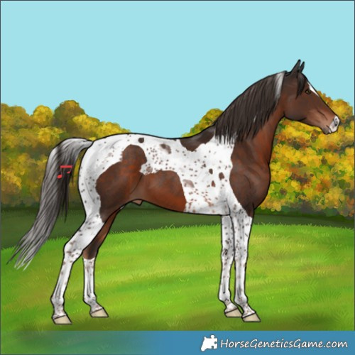 Horse Color:Liver Chestnut Tobiano 