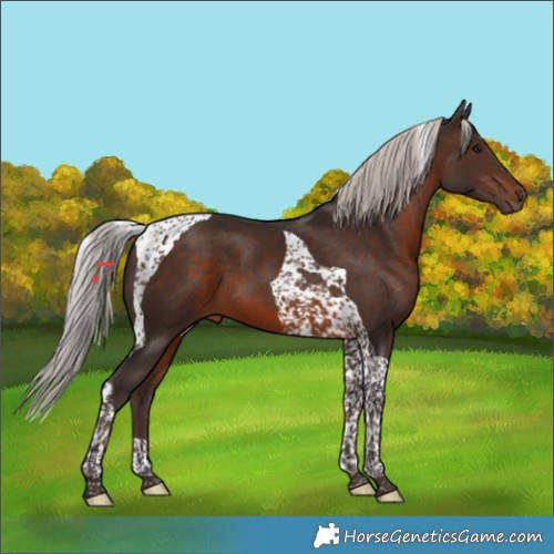 Horse Color:Silver Brown Tobiano 