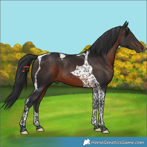 Horse Color:Brown Tobiano