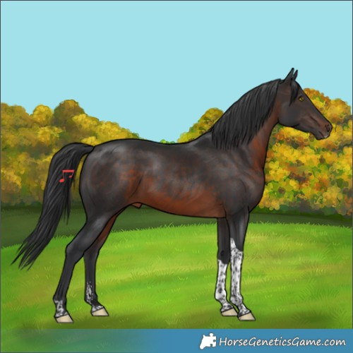 Horse Color:Brown Sabino Tobiano 