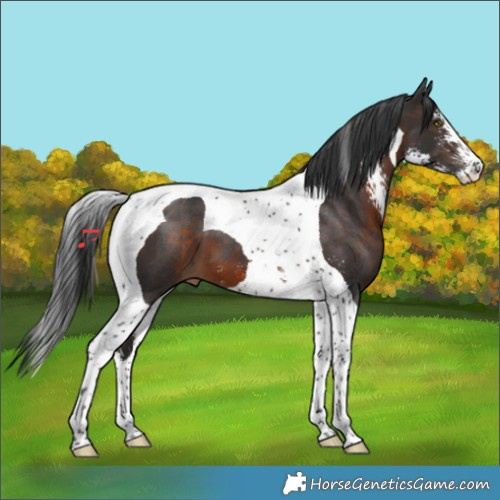 Horse Color:Brown Sabino Tobiano 