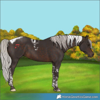 Horse Color:Silver Brown Tobiano 