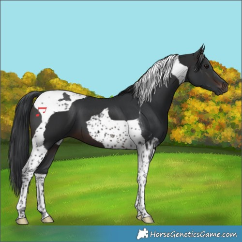 Horse Color:Brown Tobiano 