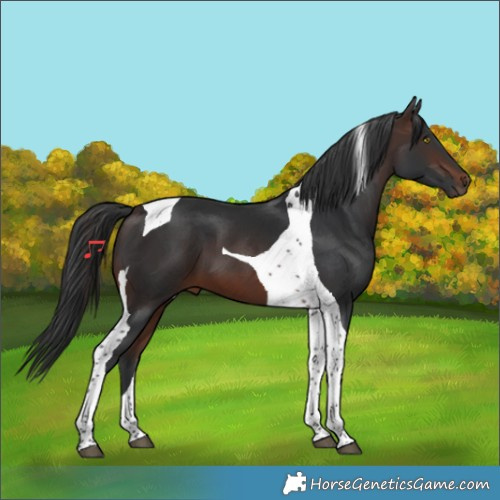 Horse Color:Brown Tobiano 