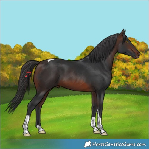 Horse Color:Brown Tobiano 