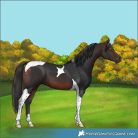Horse Color:Brown Tobiano