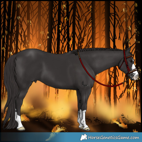 Horse Color:Smoky Black