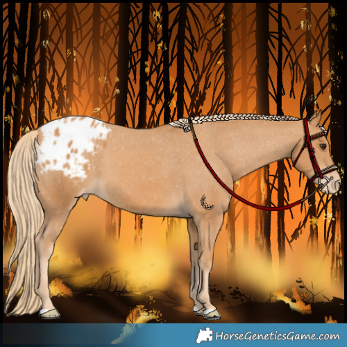 Horse Color:Chestnut Appaloosa