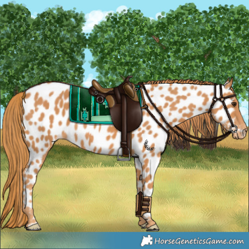 Horse Color:Chestnut Near Leopard 