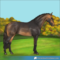Horse Color:Buckskin 
