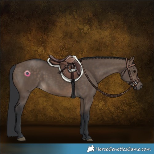 Horse Color:Brown Dun 