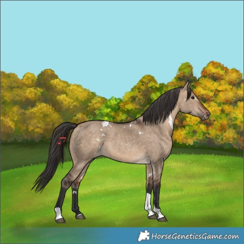 Horse Color:White Spotted Bay Dun Tobiano Rabicano