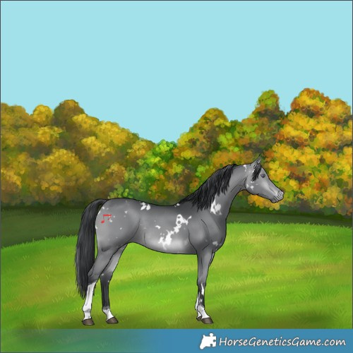 Horse Color:White Spotted Brown Chinchilla Tobiano Rabicano 