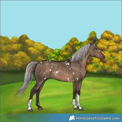 Horse Color:White Spotted Silver Brown Dun Tobiano 