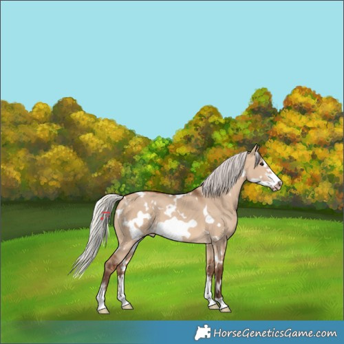 Horse Color:White Spotted Silver Bay Dun Sabino Frame