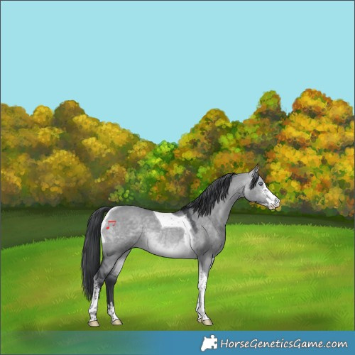 Horse Color:Brown Chinchilla Dun Sabino Tobiano Rabicano