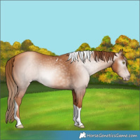 Horse Color:Gray Gold Champagne Tobiano