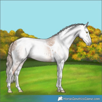 Horse Color:Gray Gold Champagne Tobiano