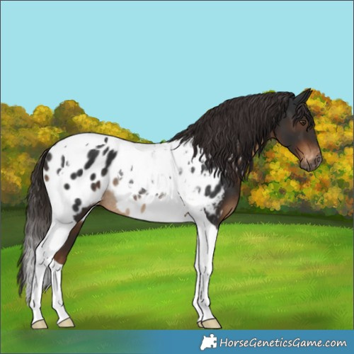 Horse Color:Gray Liver Chestnut Tobiano Appaloosa Rabicano 