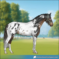 Horse Color:Gray Liver Chestnut Tobiano Appaloosa Rabicano 