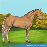 Horse Color:Palomino