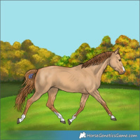 Horse Color:Red Dun 