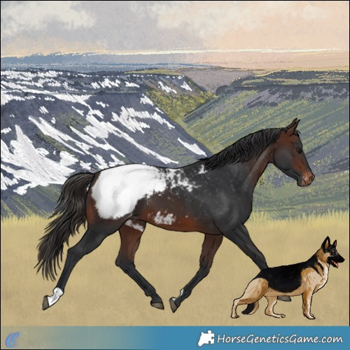 Horse Color:Brown Appaloosa 