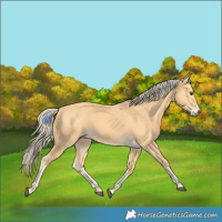 Horse Color:Palomino