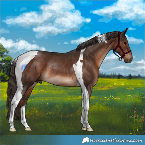 Horse Color:Liver Chestnut Tobiano Rabicano 