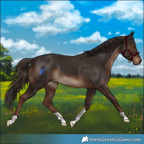 Horse Color:Liver Chestnut Tobiano Rabicano