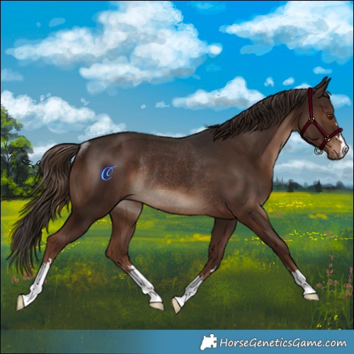 Horse Color:Liver Chestnut Rabicano