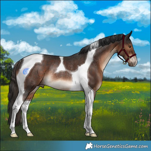 Horse Color:Liver Chestnut Tobiano Rabicano 