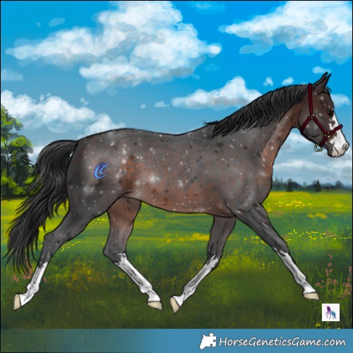 Horse Color:Brown 