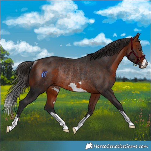 Horse Color:Bay Rabicano 