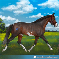 Horse Color:Bay Rabicano