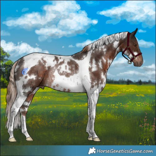 Horse Color:White Spotted Liver Chestnut Tobiano Rabicano
