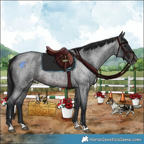 Horse Color:Brown Roan Appaloosa 