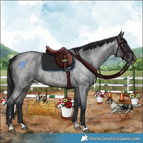 Horse Color:Brown Roan Appaloosa 