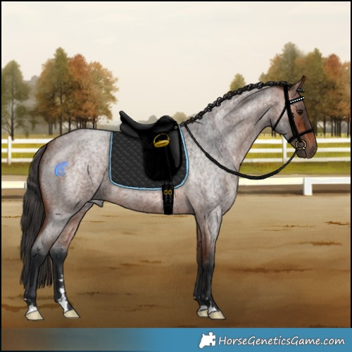 Horse Color:Bay Roan 
