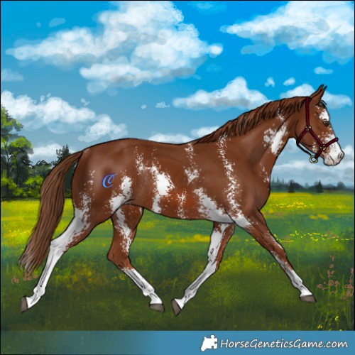 Horse Color:Chestnut Sabino Rabicano 