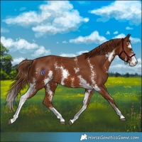 Horse Color:Chestnut Sabino Rabicano 