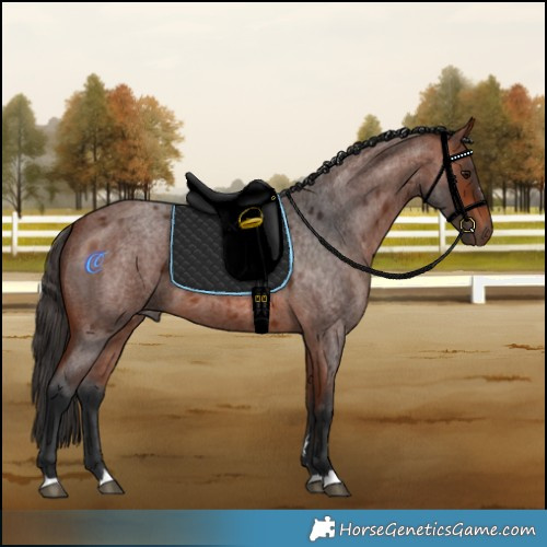 Horse Color:Bay Roan
