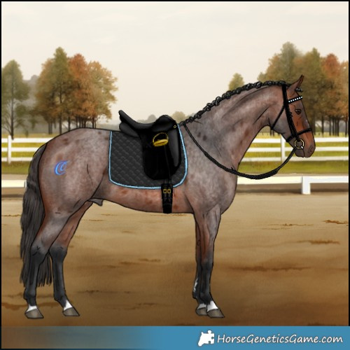 Horse Color:Bay Roan 