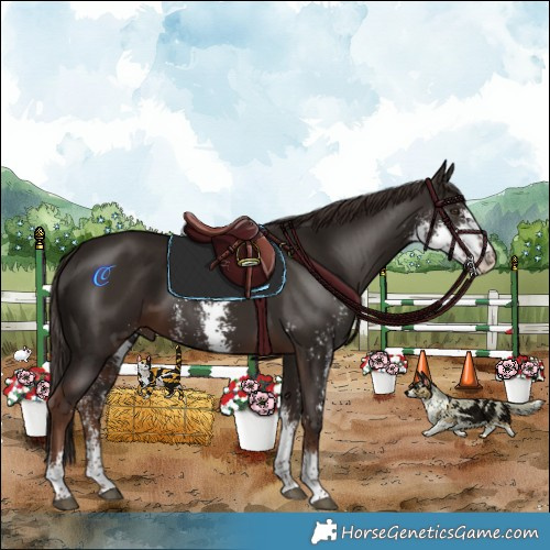 Horse Color:Liver Chestnut Sabino 
