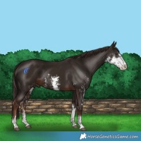 Horse Color:Liver Chestnut Sabino 