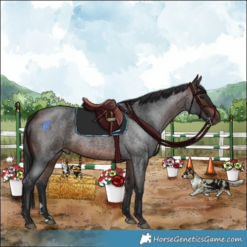Horse Color:Brown Roan 