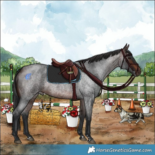 Horse Color:Brown Roan