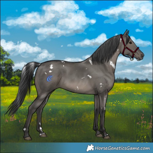 Horse Color:White Spotted Grullo 