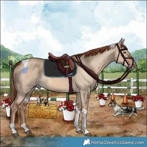 Horse Color:Red Dun Tobiano
